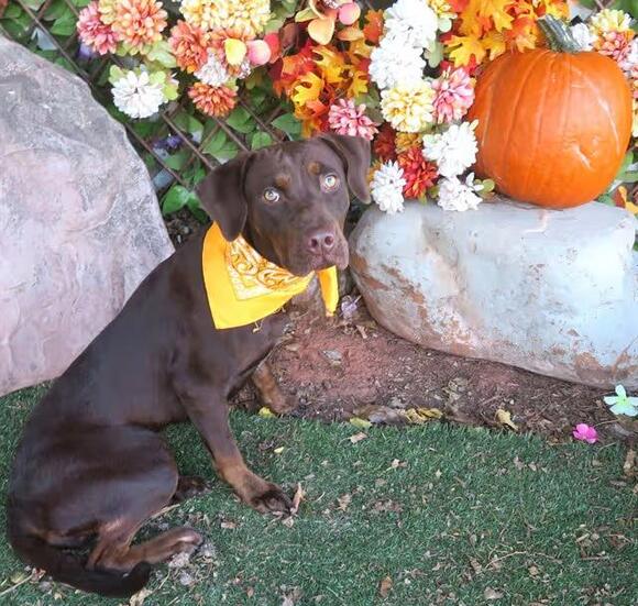 🐶 Playful, Gentle & Loyal Dogs Ready for Adoption in Oklahoma City ...