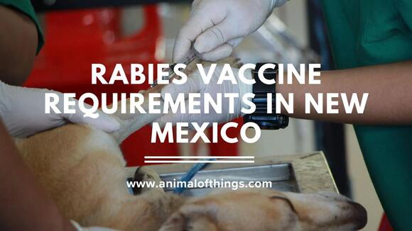 Rabies Vaccine Requirements in New Mexico: What Pet Owners Must Know ...