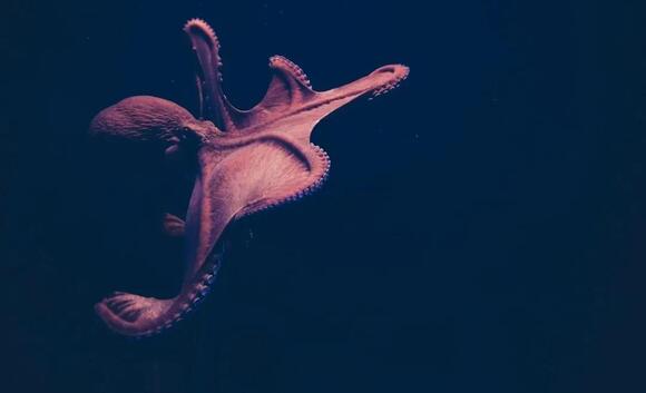 10 Biological Facts About Octopuses That Suggest They Experience a Form ...