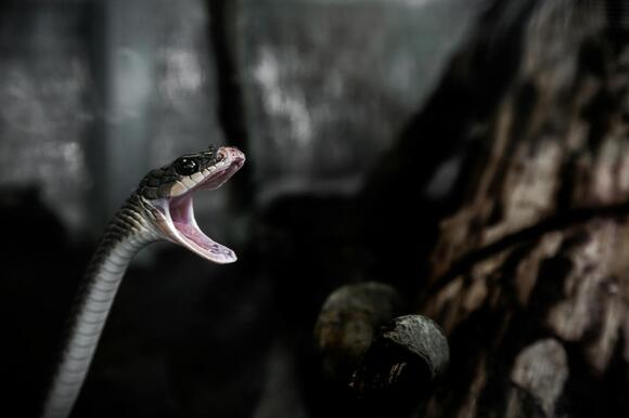 11 Snake Conservation Efforts Impacted by Climate Change - NewsBreak