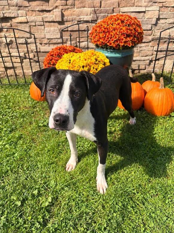 🐶 Gentle Medina Dogs Ready for Loving Homes and New Beginnings - NewsBreak