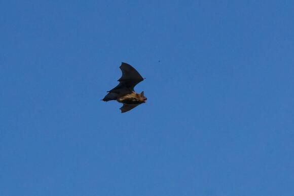 Bat Removal Laws in Utah: What Homeowners Need to Know - NewsBreak