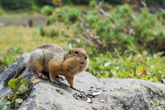 21 Animals That Call Denali National Park Home - NewsBreak