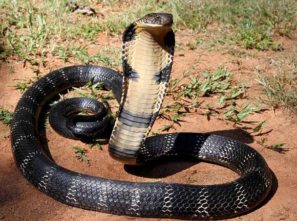 These 27 Animals Have Fangs and Some Will Shock You - NewsBreak