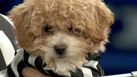 Puppy Bowl turns 20: Meet the pups and the 'rufferee' making history