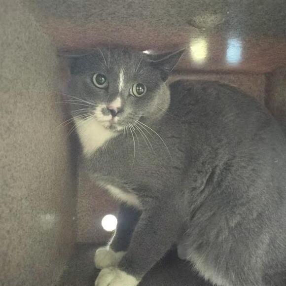 🐱 Gentle Barn Cats & Cuddly House Cats Ready for Adoption in Pueblo ...