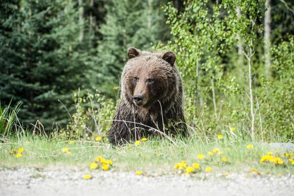 15 Mistakes That Could Put You in Danger Around Wild Animals - NewsBreak
