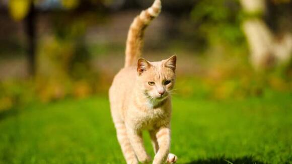 20 Signs Your Cat Is Struggling with Rising Temperatures - NewsBreak