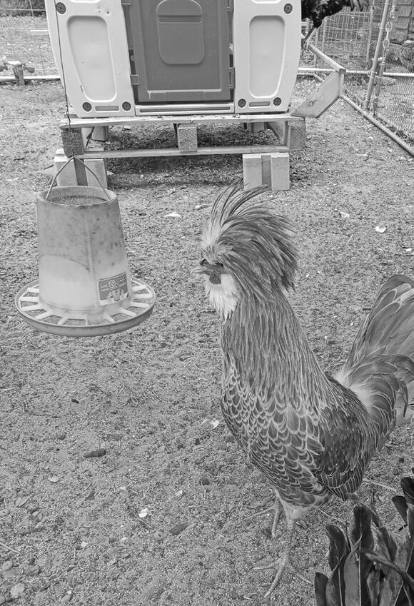 Ingleside RV Park Roadside Attraction