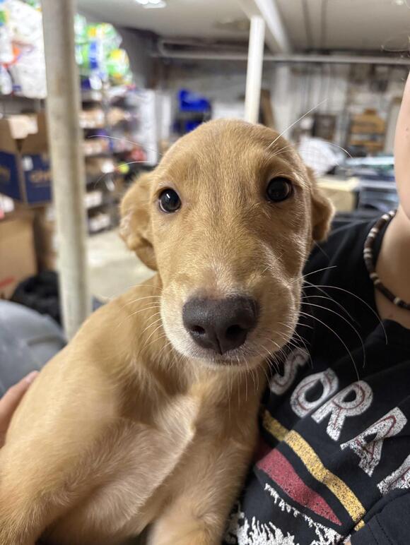 🐶 Playful Pottstown Dogs Ready to Join Loving Homes - NewsBreak