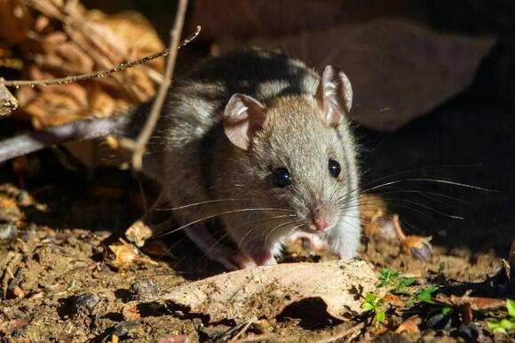 Mice Don't Actually Prefer Cheese - NewsBreak