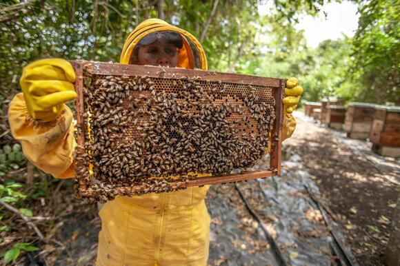 How Bees Use Geometry to Build the Perfect Hive - NewsBreak