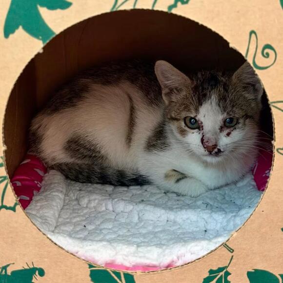 🐱 Playful Kittens & Sweet Adult Cats Ready for Adoption in Fairport ...