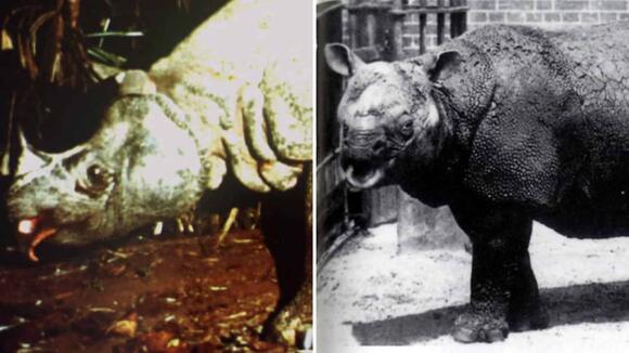 Elusive animals that were finally caught on tape - NewsBreak