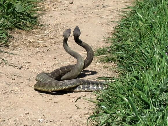 Do Snakes Really Chase Humans? Separating Fact from Fear - NewsBreak