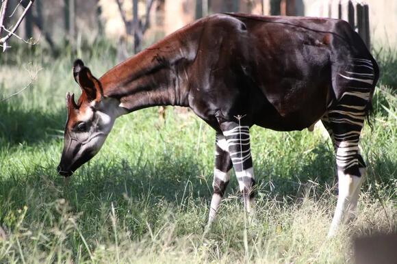 10 Cool Facts About The Okapi, The Most Mysterious Mammal On Earth ...