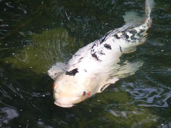 20 Exotic Animals You Can Legally Keep as Pets in Ohio - NewsBreak