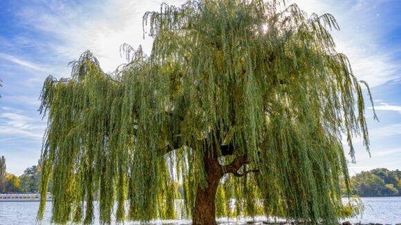 7 Of The Worst Trees to Avoid Planting in Your Yard - NewsBreak