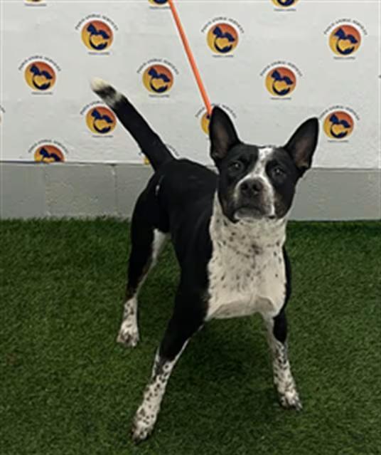 🐶 Playful, Gentle & Loyal Dogs Ready for Adoption in Land O'Lakes ...