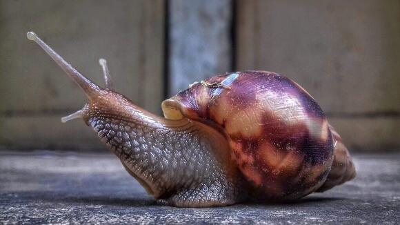 Why Snails Hibernate Inside Their Shells - NewsBreak