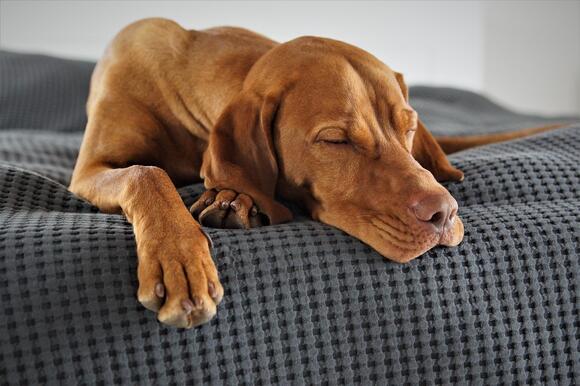 Why is My Dog Awake at 3 AM Every Morning - NewsBreak