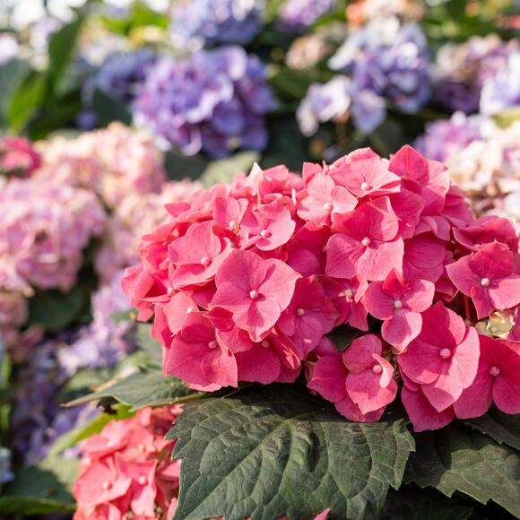 Did You Know You Have a Birth Month Hydrangea? Here's All 12 and Their ...