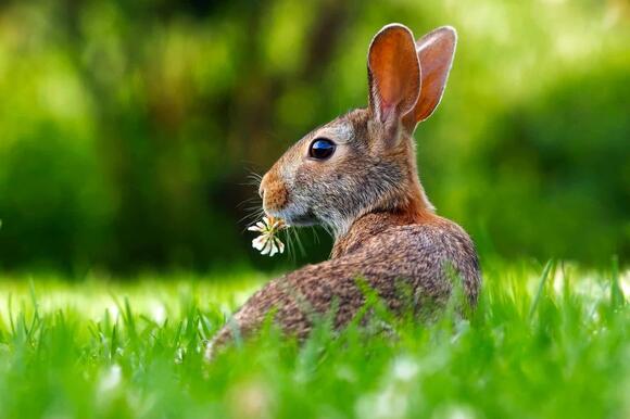 US States Terrorized By The Invasive European Rabbit - NewsBreak