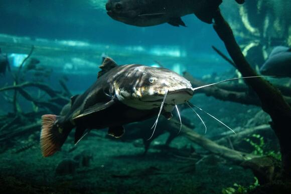 The Science Behind Fish Breathing Underwater - NewsBreak