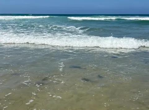 Pacific Beach on track for record year of stingray stings - NewsBreak