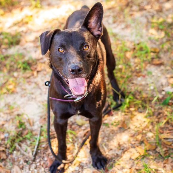 🐶 Gentle Hattiesburg Dogs Ready for Adoption at Southern Pines - NewsBreak