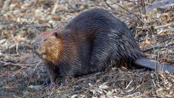 Scientists Make Amazing Discovery How Beavers Start Work 6 Days Sooner ...
