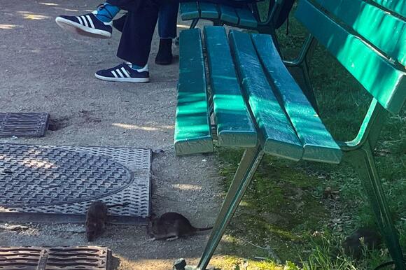 A Paris rat race: Local politicians promise to tackle rodent problem ...