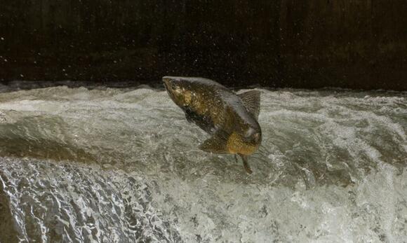 What Do You Know About The Rogue River? | The Ashland Chronicle-Oregon