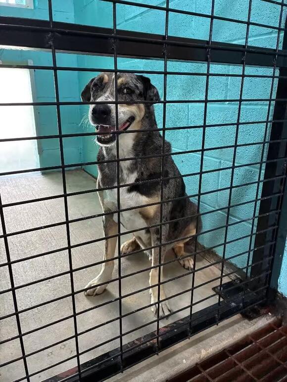 🐶 Friendly Glen Rose Dogs Looking for Loving Homes - NewsBreak