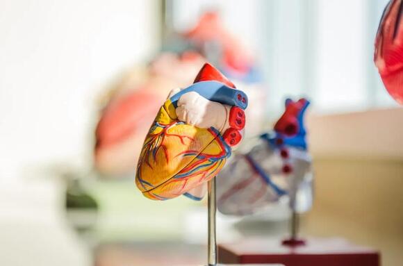 The Odd Reason Your Heart Can Keep Beating Briefly Outside the Body ...