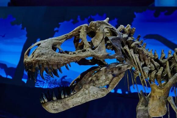 The US States With The Most T Rex Fossils - NewsBreak