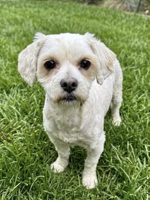 🐶 Gentle Senior & Adult Dogs Ready for Adoption in Newport Beach ...