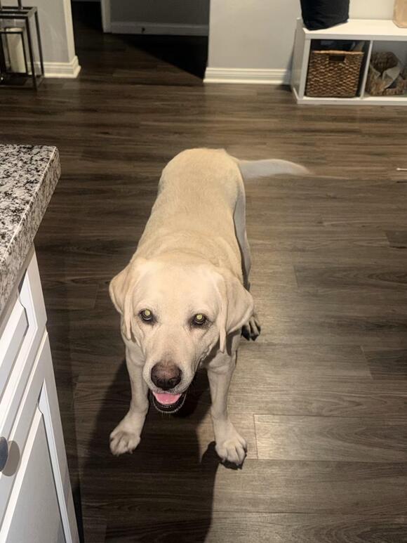 🐶 Playful Shepherds & Labs Ready for Adoption in Ontario, CA - NewsBreak