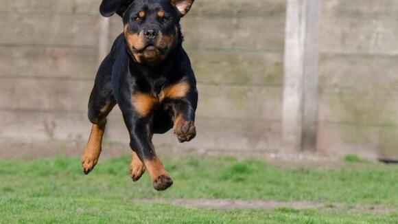 The 10 Most Difficult Dog Breeds to Manage Long-Term (And 5 Easiest to ...