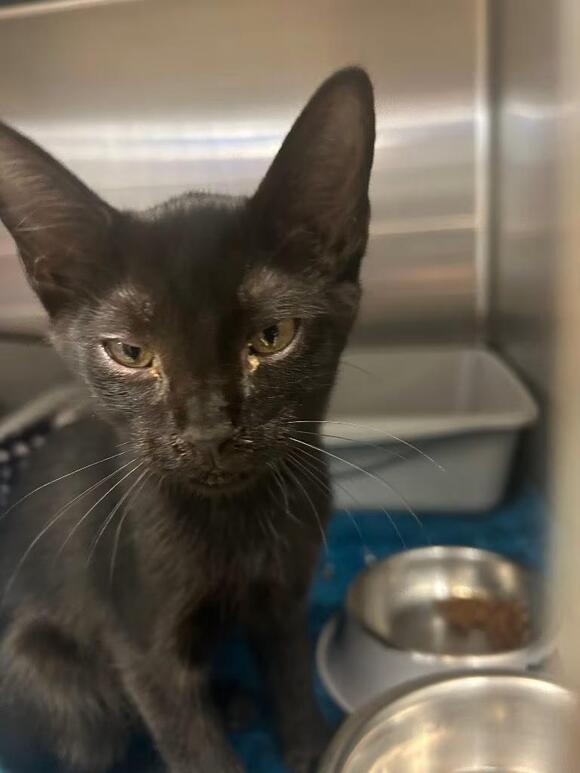 🐱 Gentle Chico Cats Ready to Join Your Family - NewsBreak