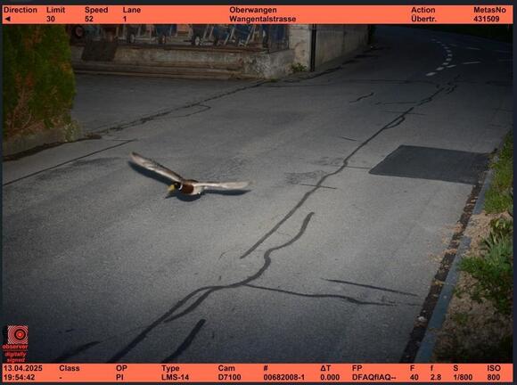 Duck triggers speed camera exactly 7 years after identical incident ...