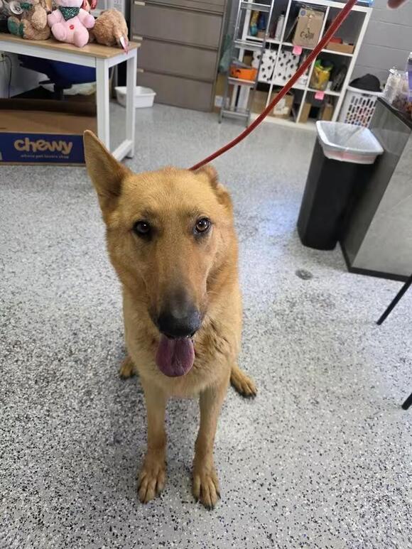 🐶 Playful, Loyal & Loving Dogs Ready for Adoption in Holbrook - NewsBreak