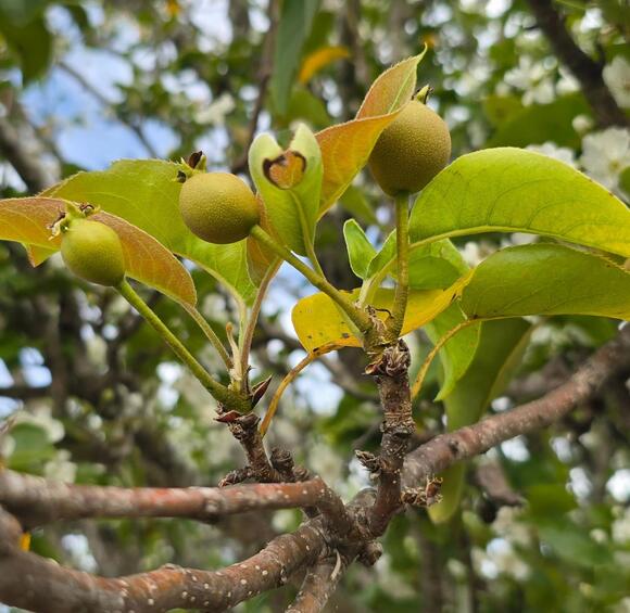 Asian Pear Trees Across Texas Confused By Summer Heat, Now Blooming In ...