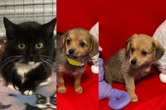 Humane Society Pets of the Week – February 11, 2024 - NewsBreak
