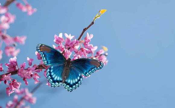How to Attract Rare Butterflies to Your Garden Naturally - NewsBreak