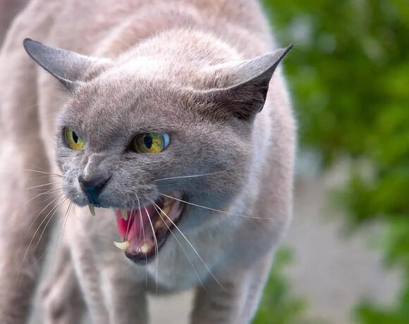 The Silent Language of Cats: What Their Blinks and Ear Twitches Mean ...