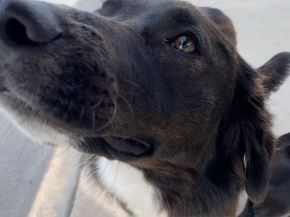 $200K Job, still no hire: C.C. Animal Care leadership in limbo - NewsBreak