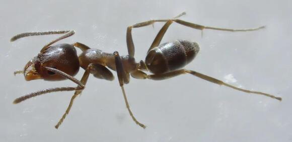 Scientists Have Observed Ants Performing Basic First Aid on Injured ...