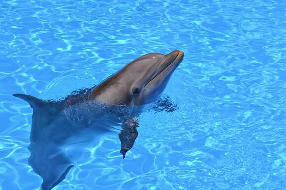 15 Smartest Animals in North America - NewsBreak