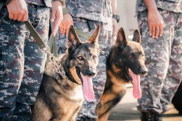 Startup Plans Cloned Super Dogs for Battlefield - NewsBreak